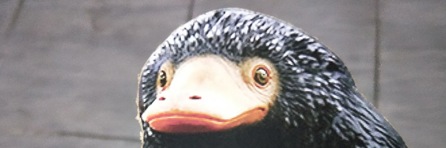 sausegelove's profile banner image