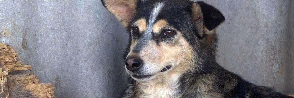 CAROdog's profile banner image