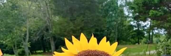 katesone's profile banner image