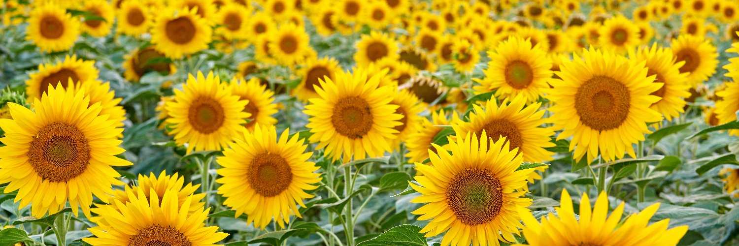 Kansas State Treasurer banner