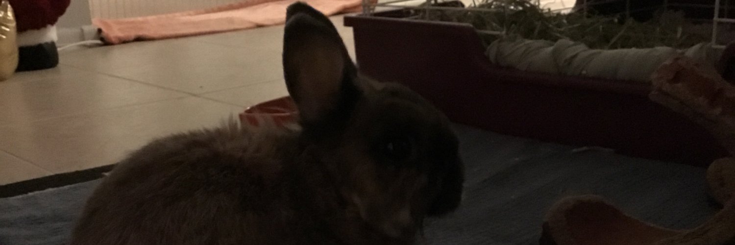 bunysrule's profile banner image