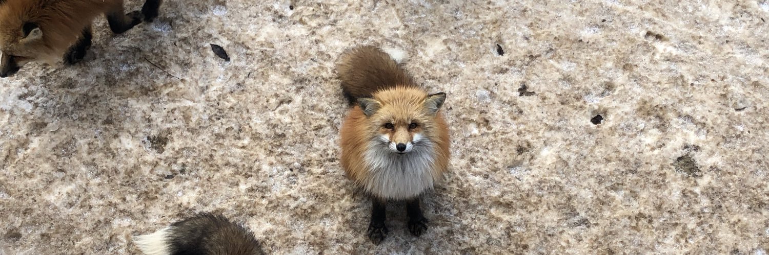 超きつね姫！ banner