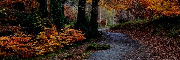 dianebutler95 Profile Banner