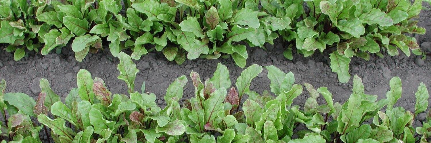 GLVeg's profile banner image