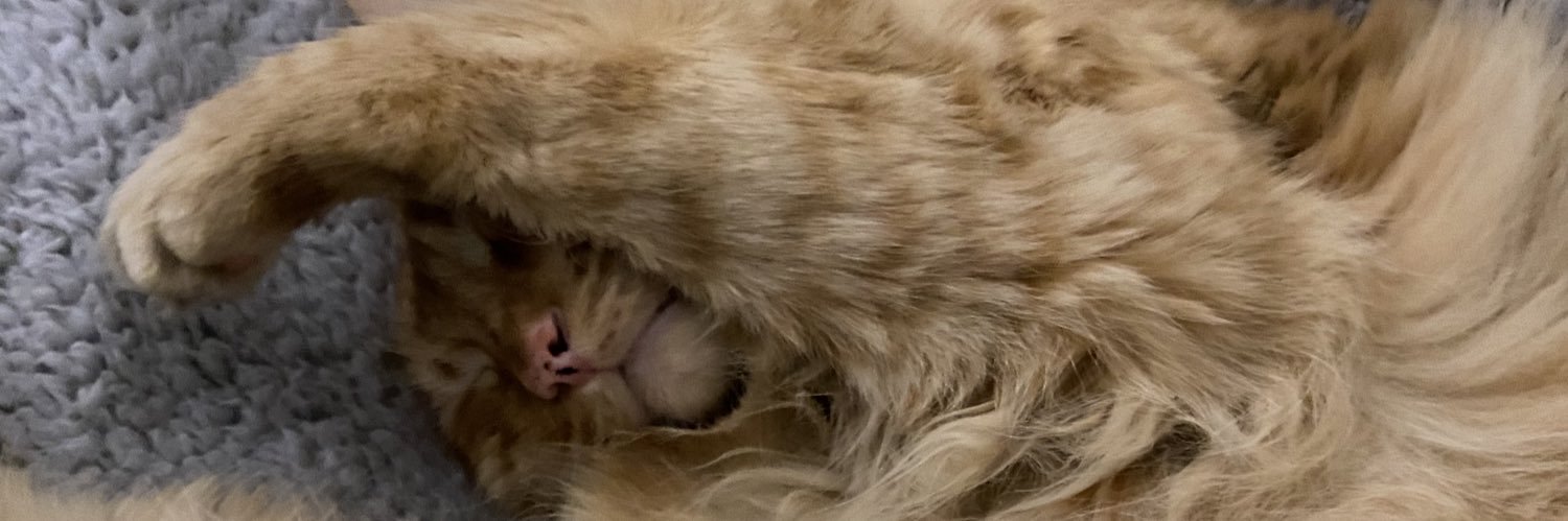 laurientil's profile banner image