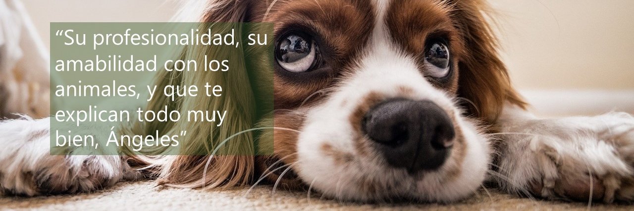 EquipVeterinari's profile banner image