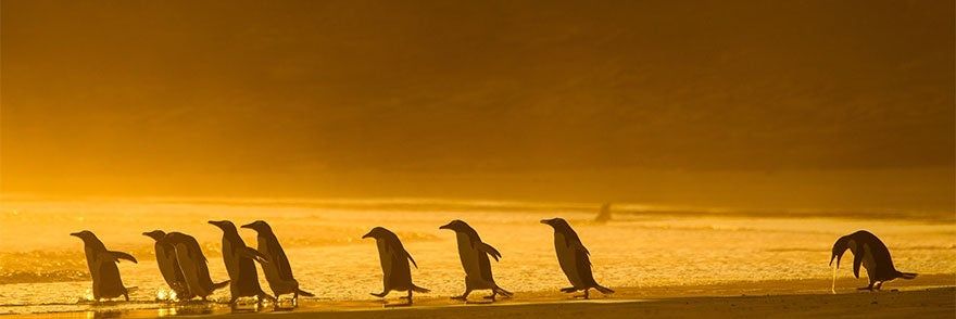 Sammanthapolfer's profile banner image
