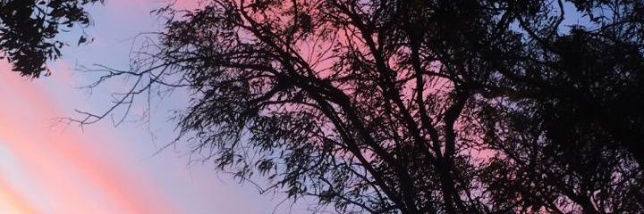 lilirrex's profile banner image