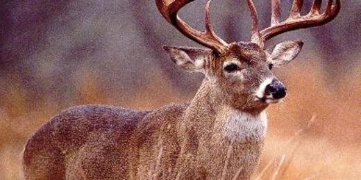 Alpha_Buck's profile banner image