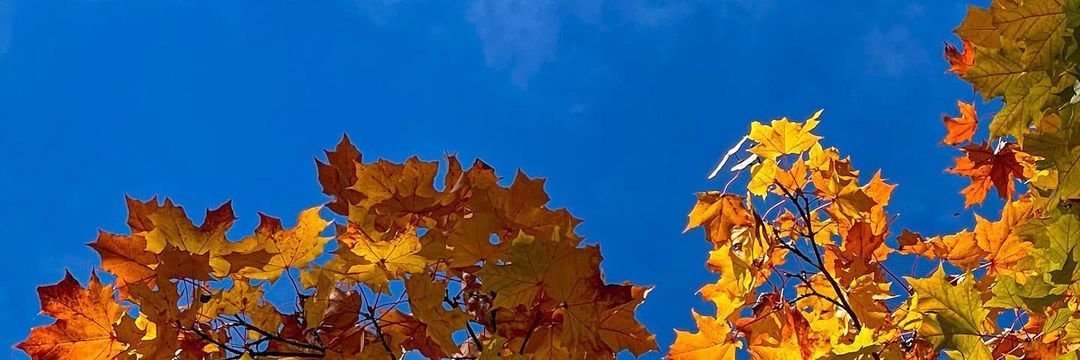 zelviryn's profile banner image