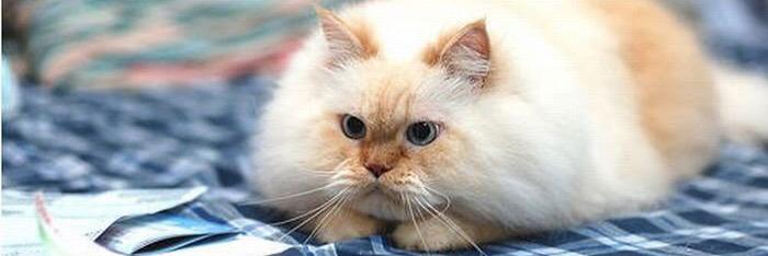 Den_Cats's profile banner image