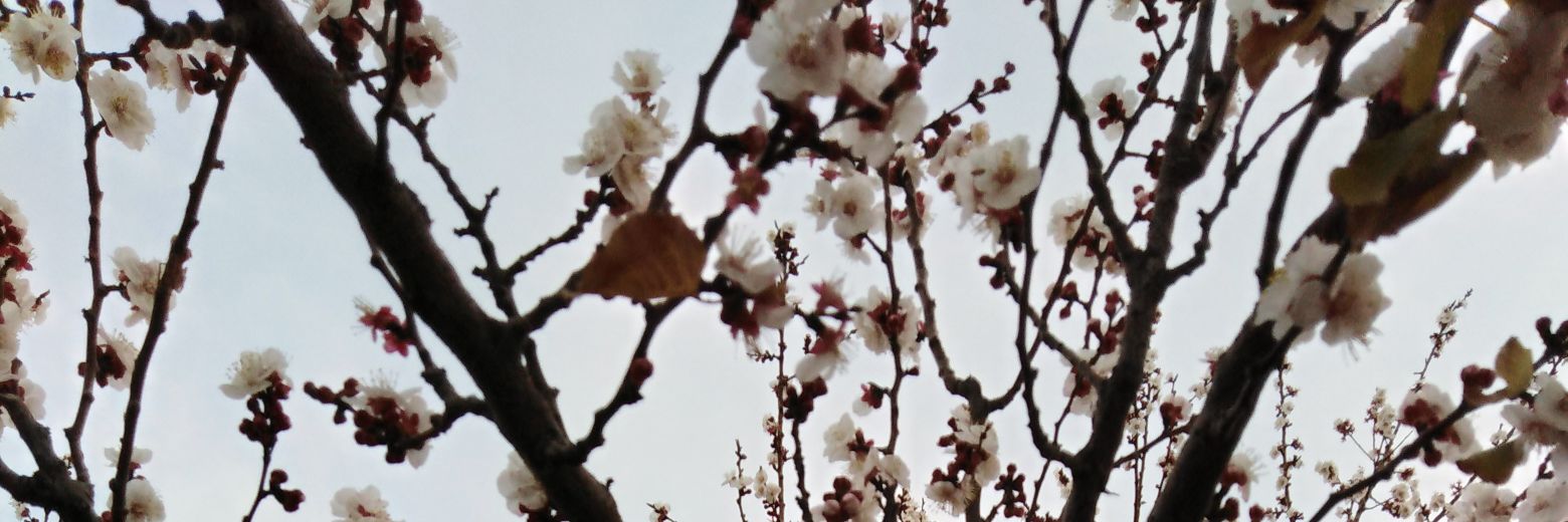 Dal_Suf's profile banner image