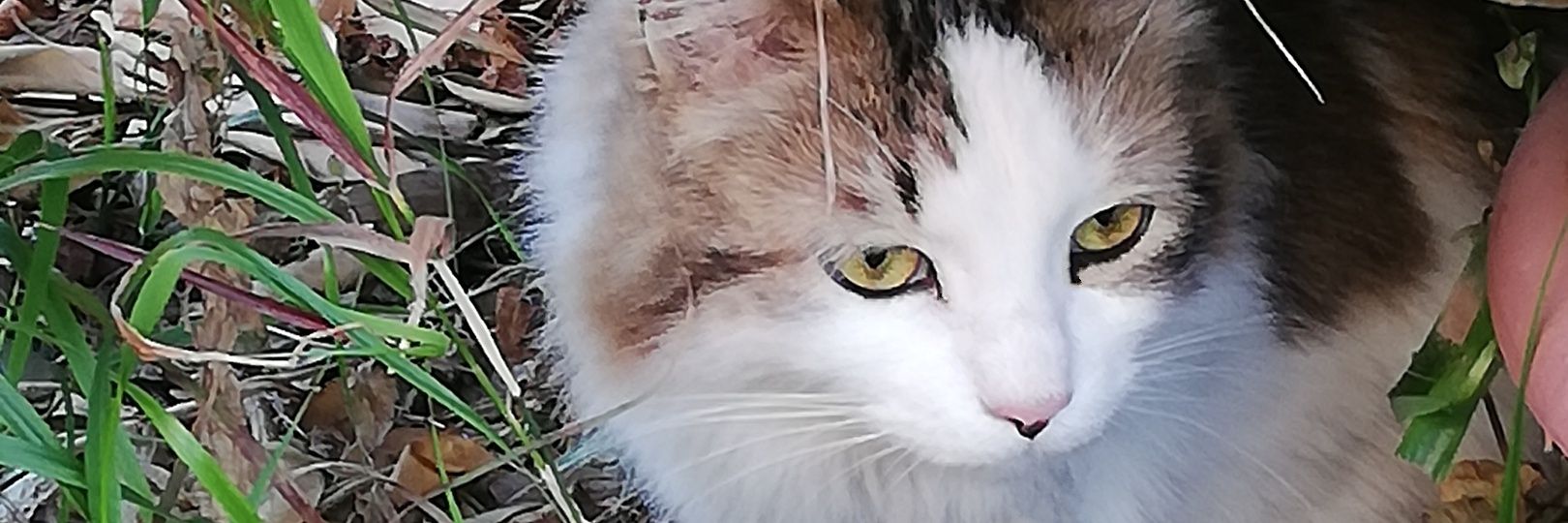 cataquitral's profile banner image