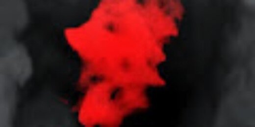 WildOMO_'s profile banner image