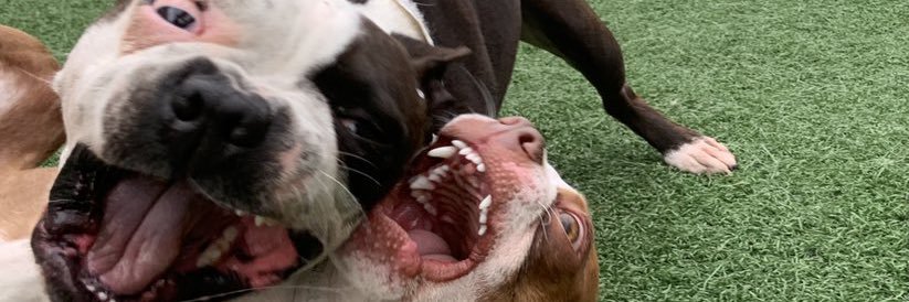 OGtrashgoblin's profile banner image