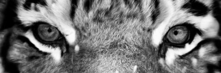 KVC40's profile banner image