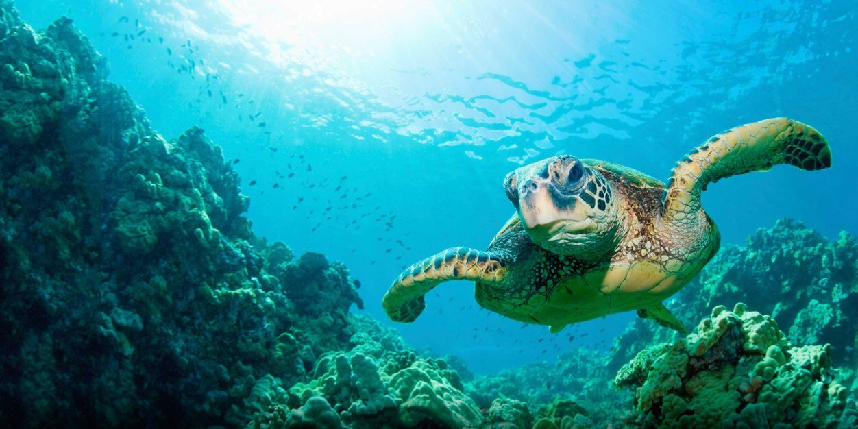 TheTurntTurtle's profile banner image