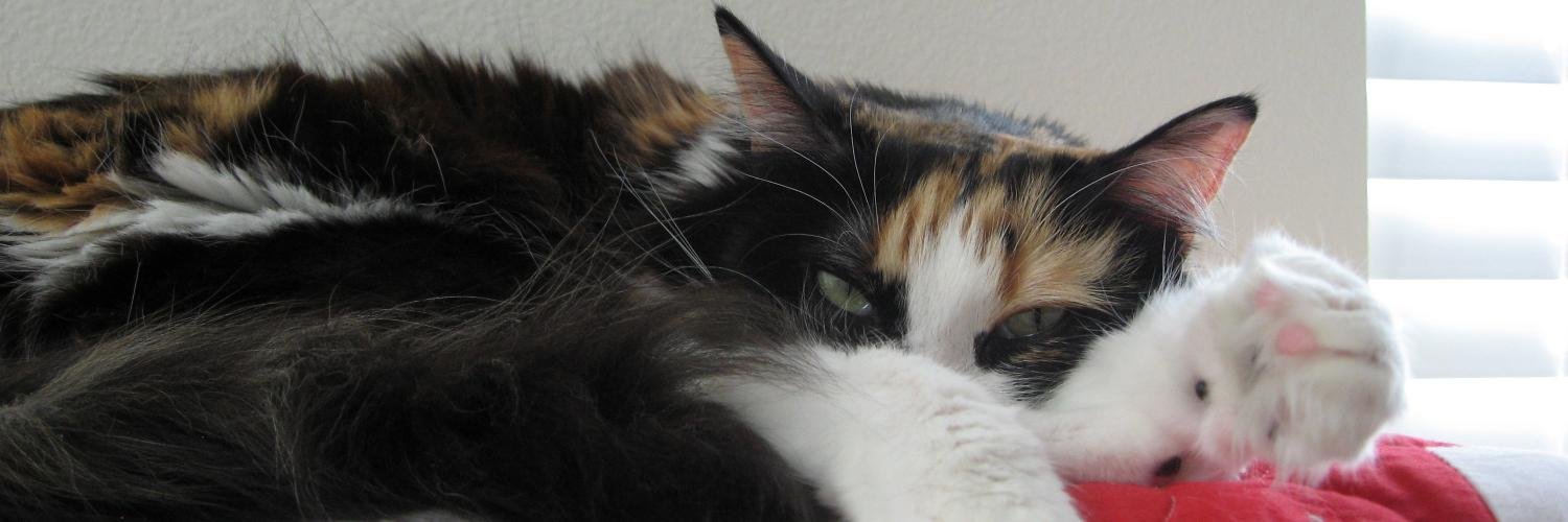 BabyPatches's profile banner image