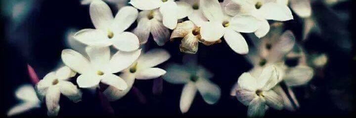 intiss_ar's profile banner image