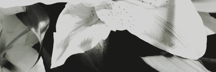 LirKasam's profile banner image