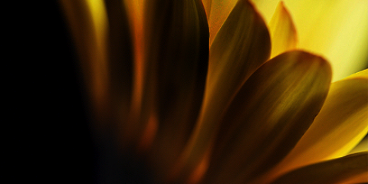EHamzaogullari's profile banner image