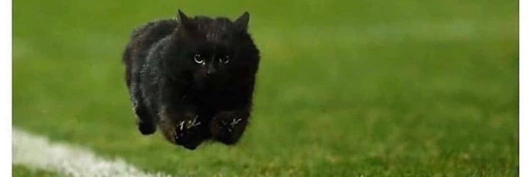 kiani (key-awn-ee) banner