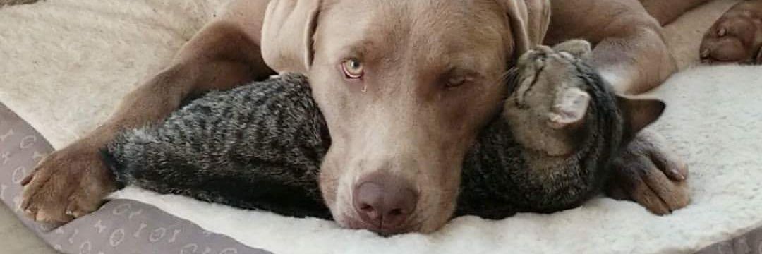 Asher, Mellie and Mom 🌻🐶😼 banner