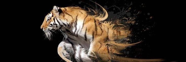MJ_S_N_R's profile banner image