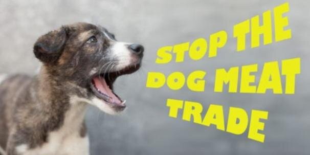 BanDogMeat's profile banner image
