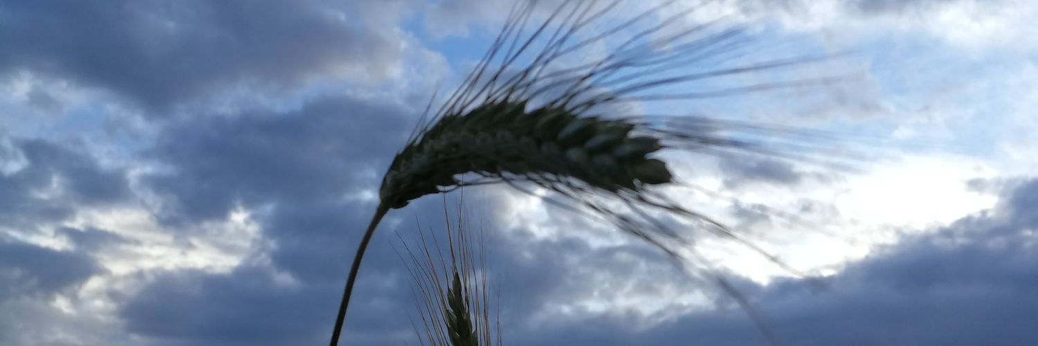 Raquel Nuñez banner