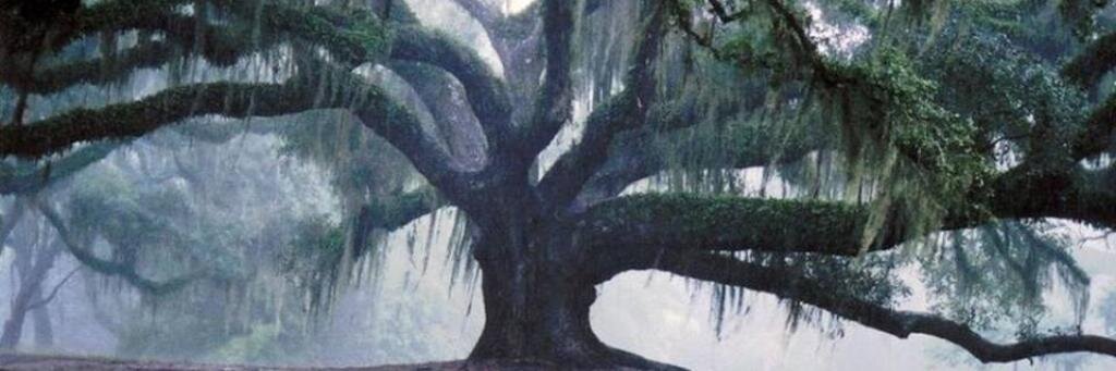 BobbiAMorrison's profile banner image