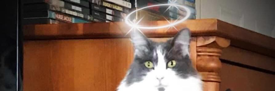Kali’sMama ❤️😺🐶🦊🐼🐨🦥 banner