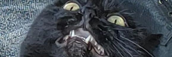 BrandonSMorris's profile banner image