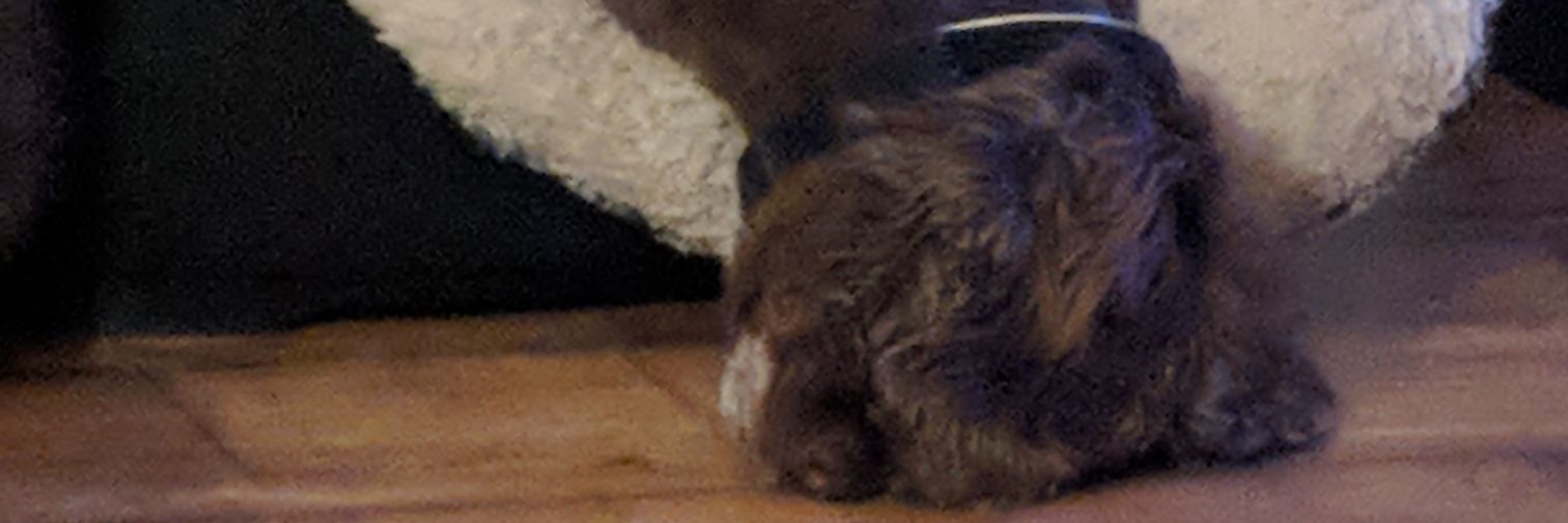 Michelle Cureton banner