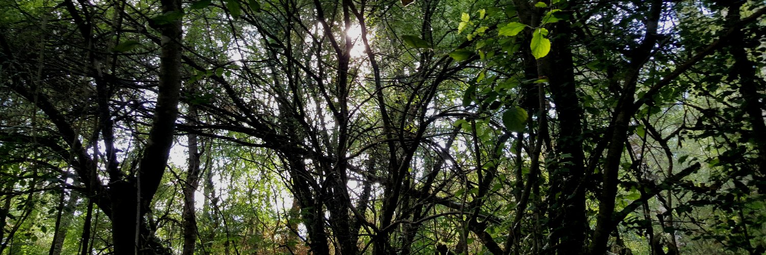 veronique  teurlay banner