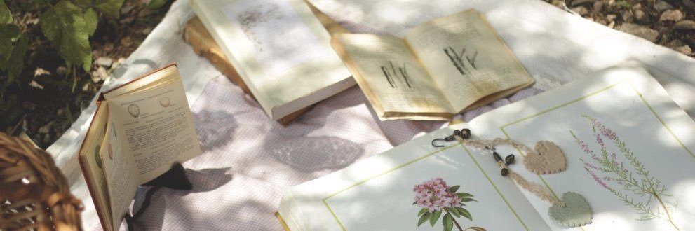 𝘒𝘰𝘬𝘰🕊 banner