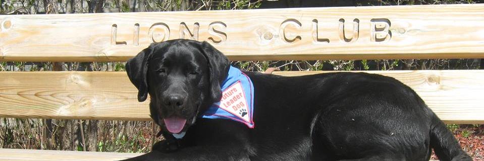 NorthernPuppyLover banner