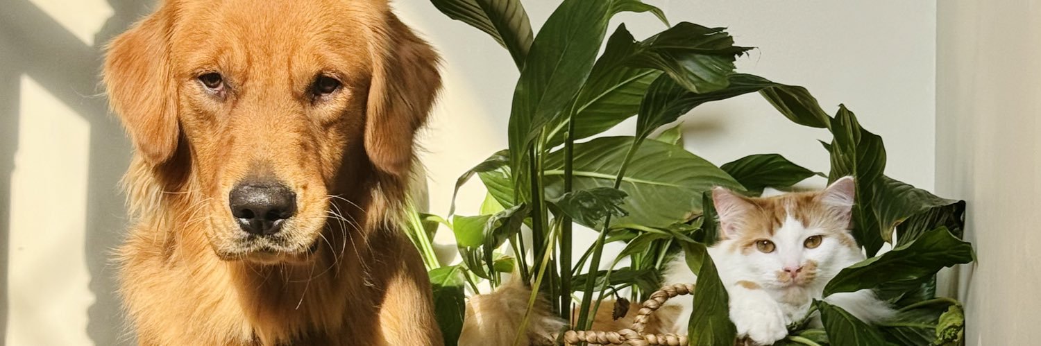 bobbiebbing's profile banner image