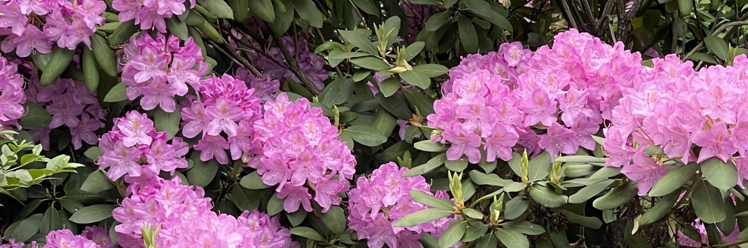 deenavision's profile banner image