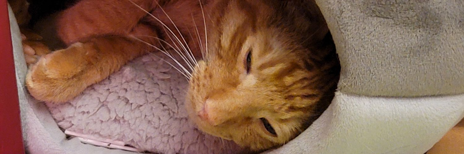 lambyramby's profile banner image