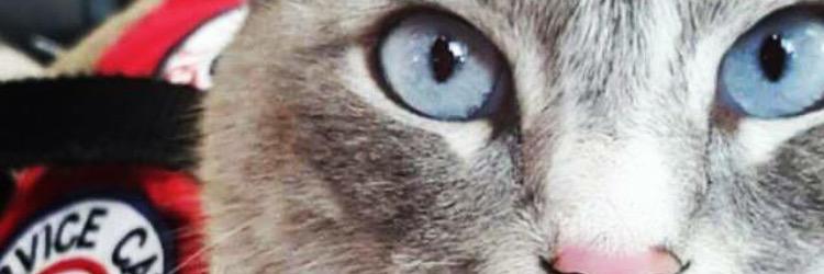 leakycat's profile banner image