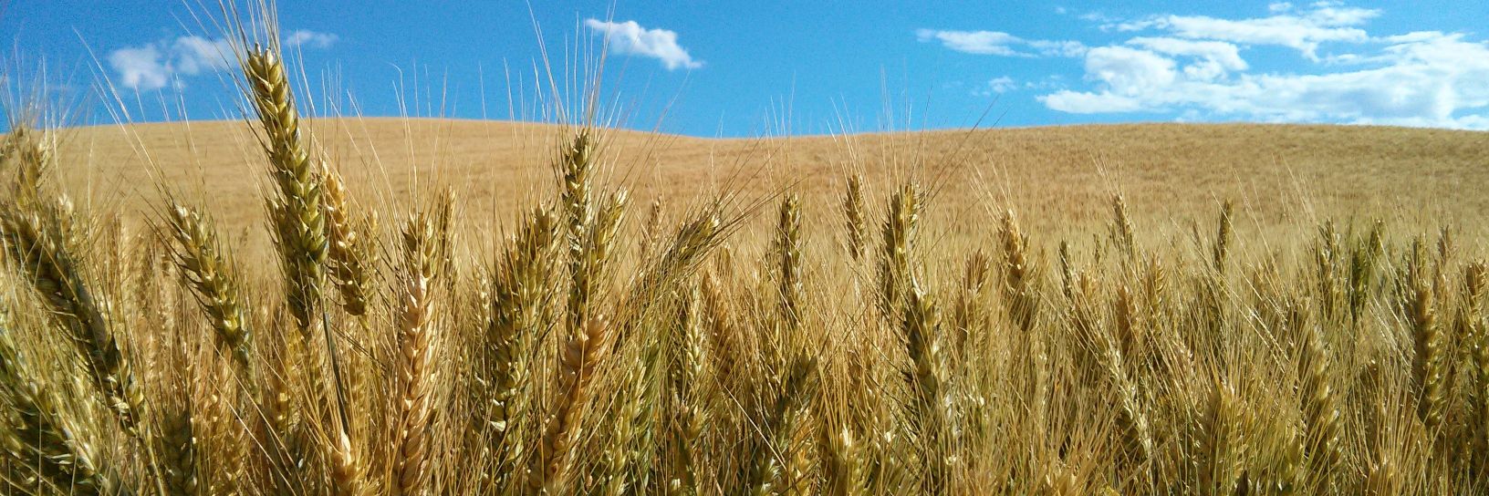 Genepedia PhD 🏳️‍🌈 banner