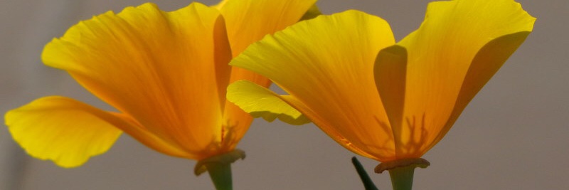 Hanus banner