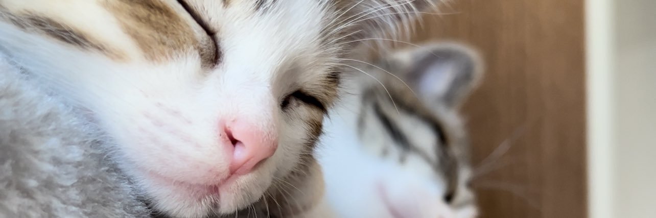 -CAT- ねるネコ！ banner