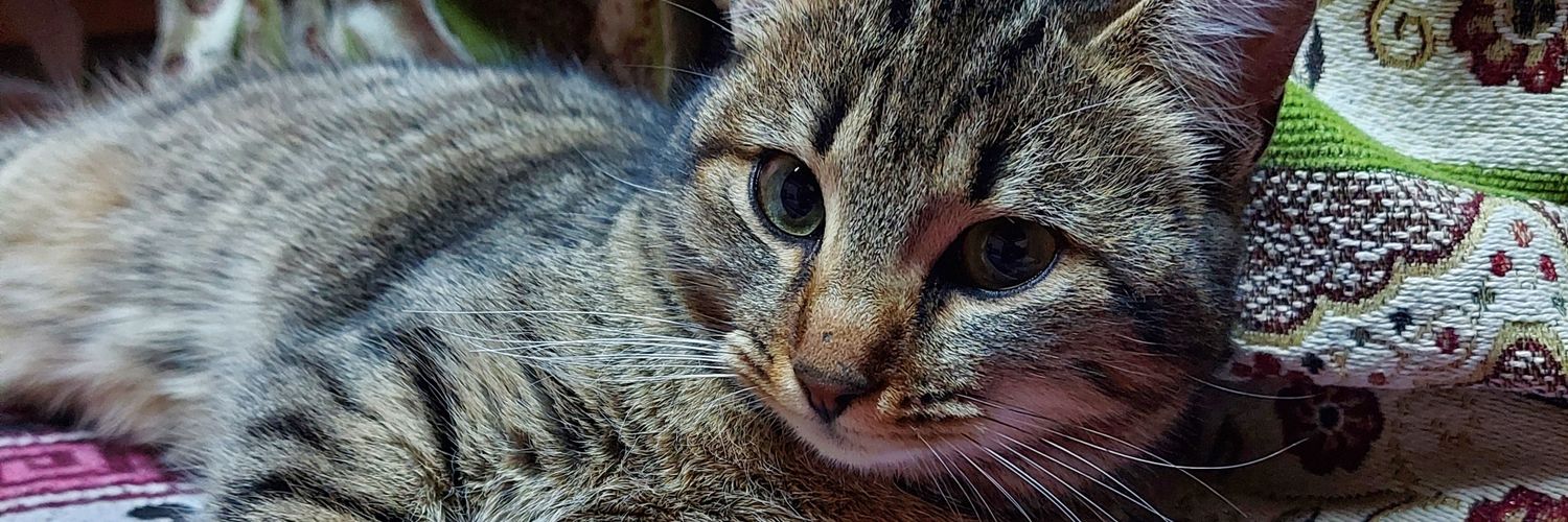 necanmi's profile banner image
