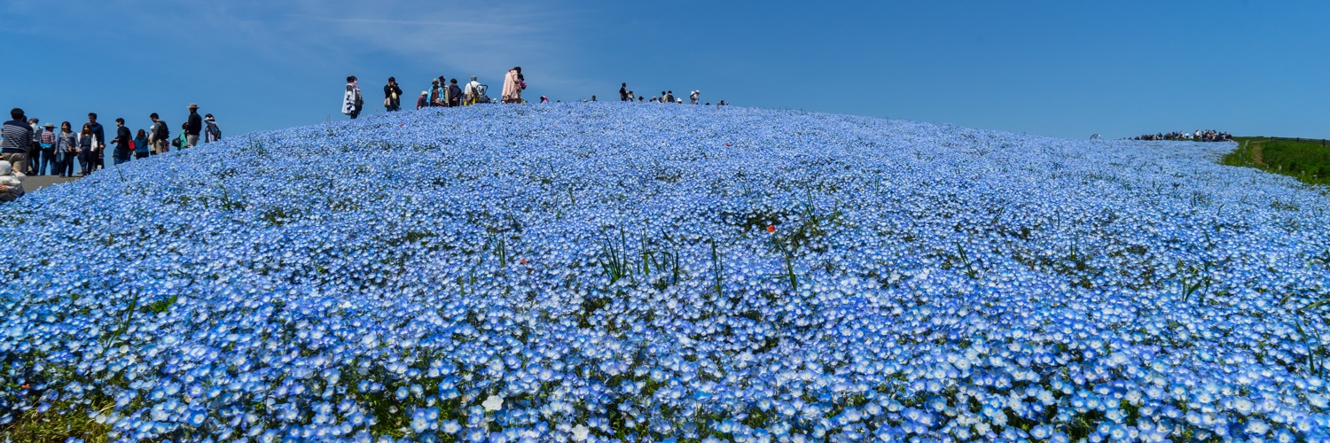 cedro banner