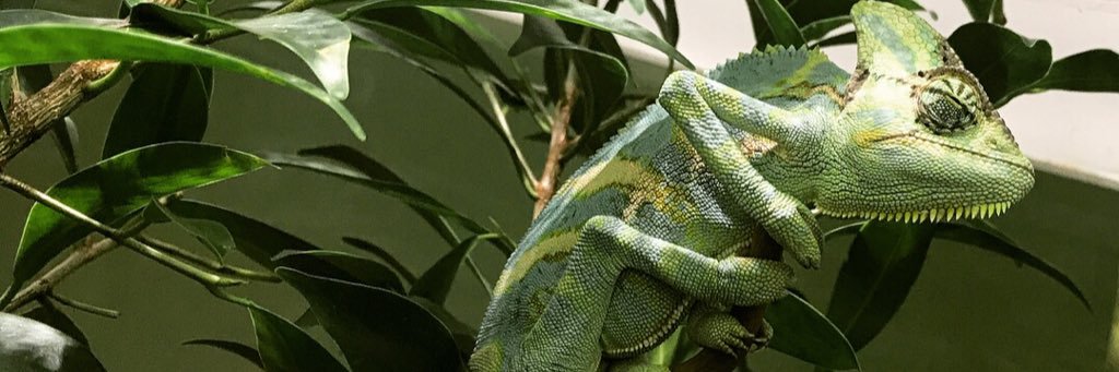 lislis_13's profile banner image