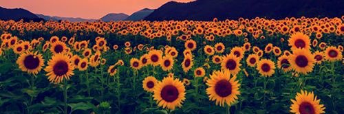 _LiaSimone's profile banner image