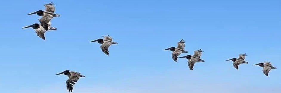 Claire Bleymaier banner