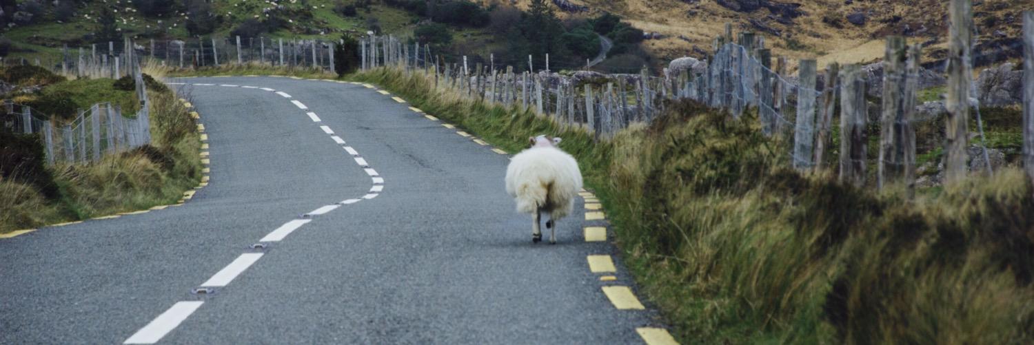 RoadyGuides's profile banner image